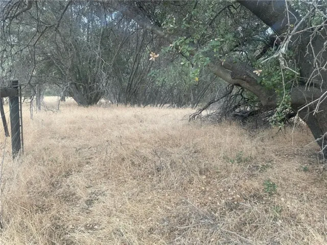 a view of a yard with a tree