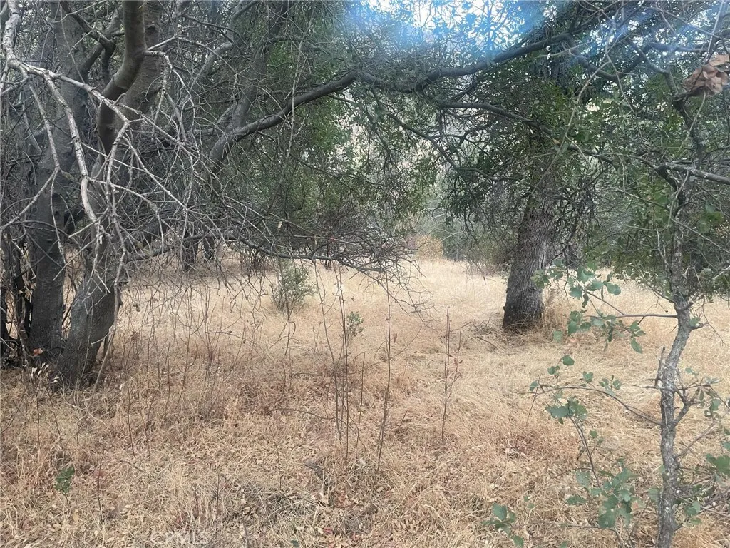 43020 Apache Rnch Road Ahwahnee, CA 93601 - Photo 5 of 19 a view of a yard with a tree