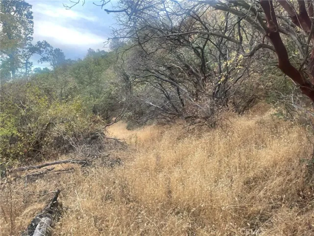 a view of a dry yard with trees