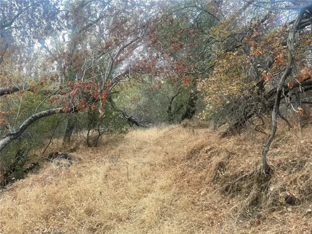 a view of a yard with a tree