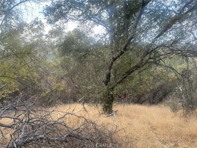 a view of a yard with a tree