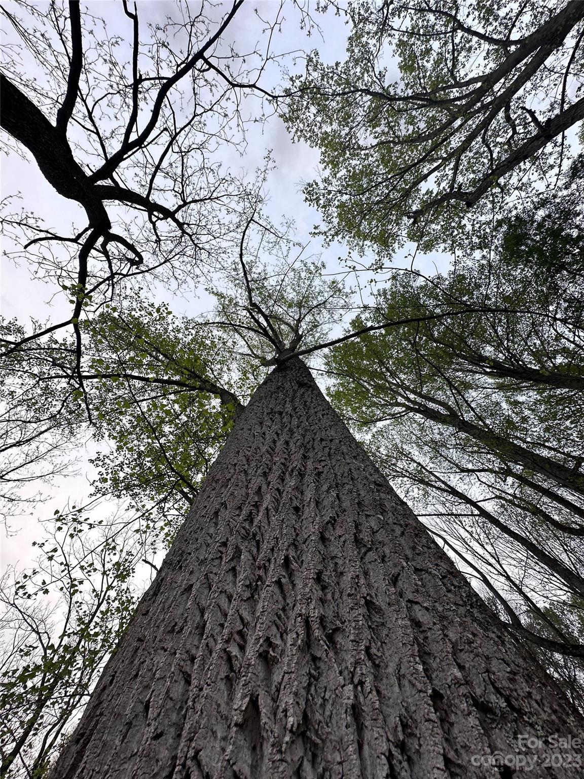 0 Black Branch Road Canton, NC 28716 - Photo 20 of 41 Gallery Image 20