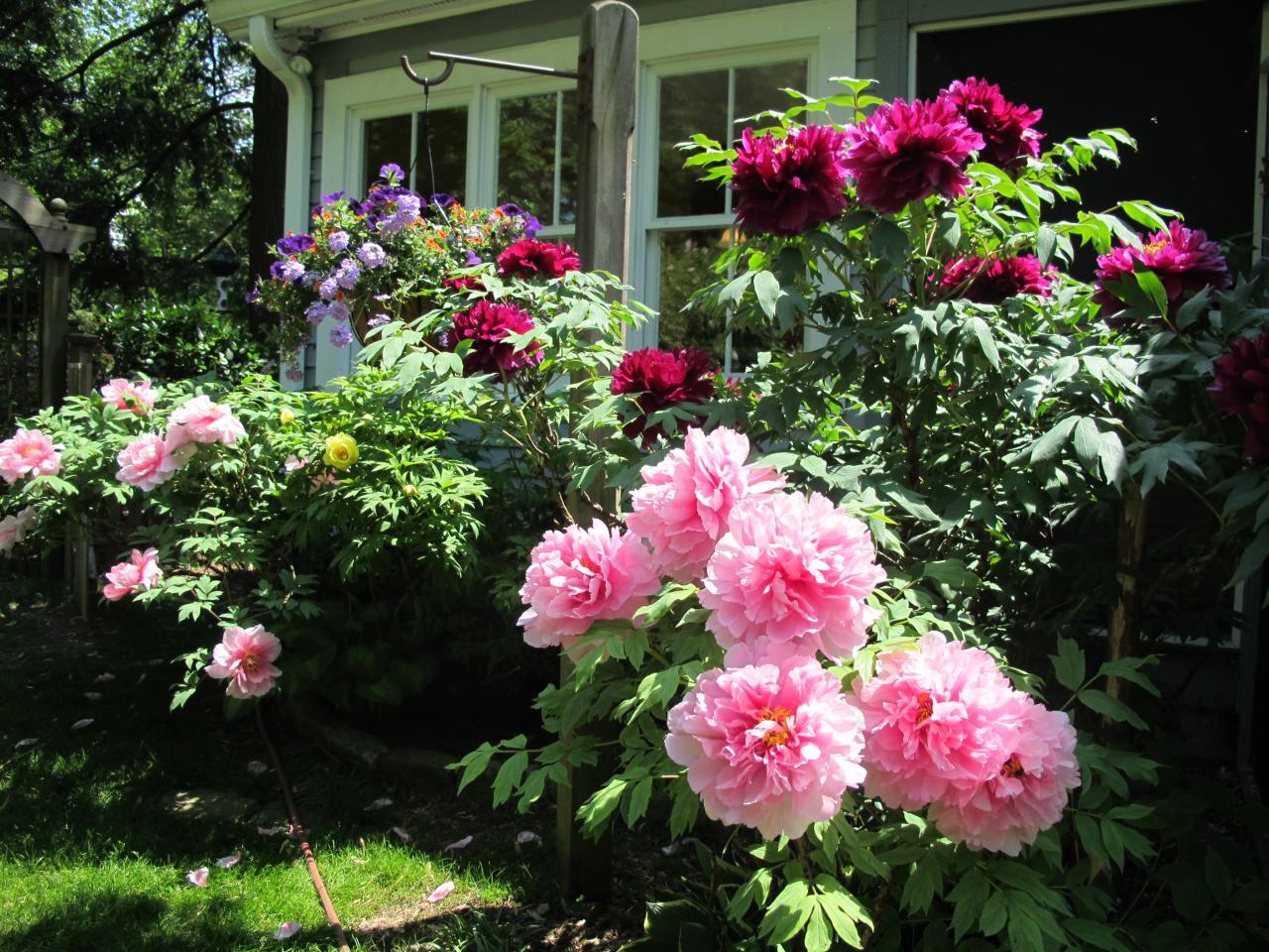 336 Ponus Ridge Road New Canaan, CT 06840 - Photo 22 of 28 a view of a flower flowers in front of flowers