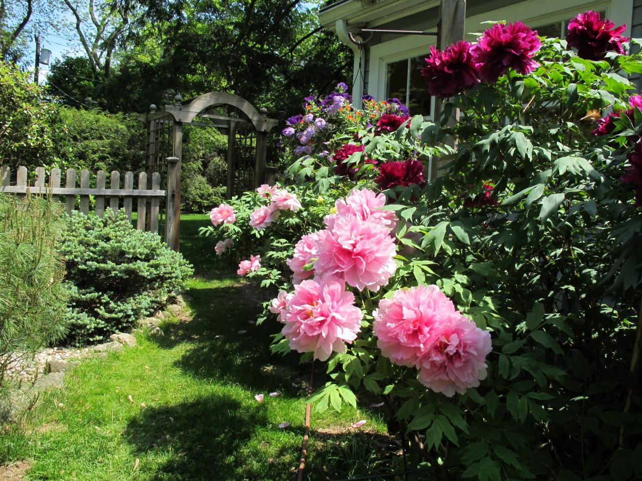 336 Ponus Ridge Road New Canaan, CT 06840 - Photo 28 of 28 a view of a flower flowers