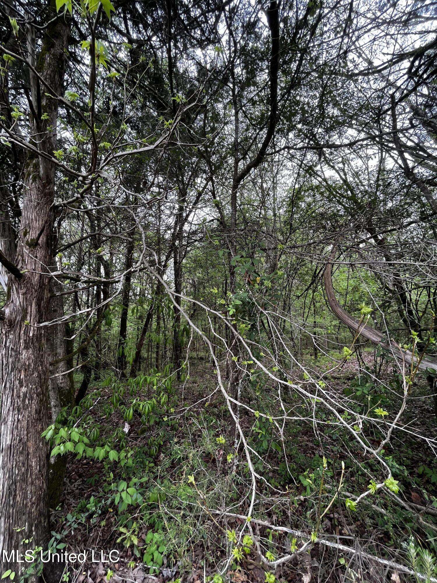 990 Conley Gore Springs, MS 38929 - Photo 2 of 8 002FC17C-0C89-4DCB-80B8-E5C633569164