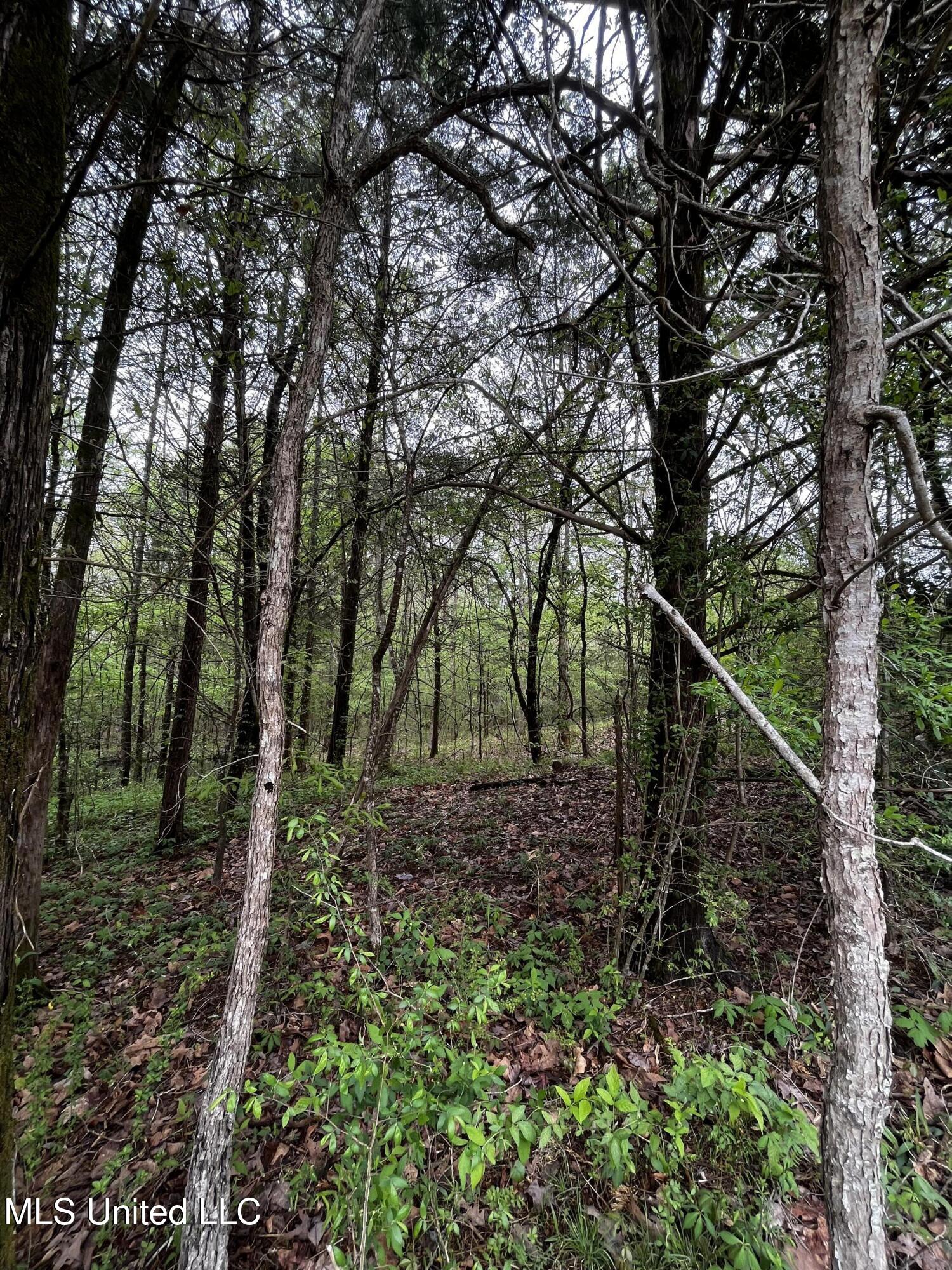 990 Conley Gore Springs, MS 38929 - Photo 3 of 8 8A0275C7-A027-4655-BA2B-24C290E3B80B