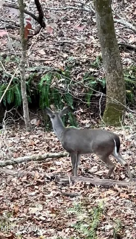 $44,800 | 990 Conley, Gore Springs, MS 38929