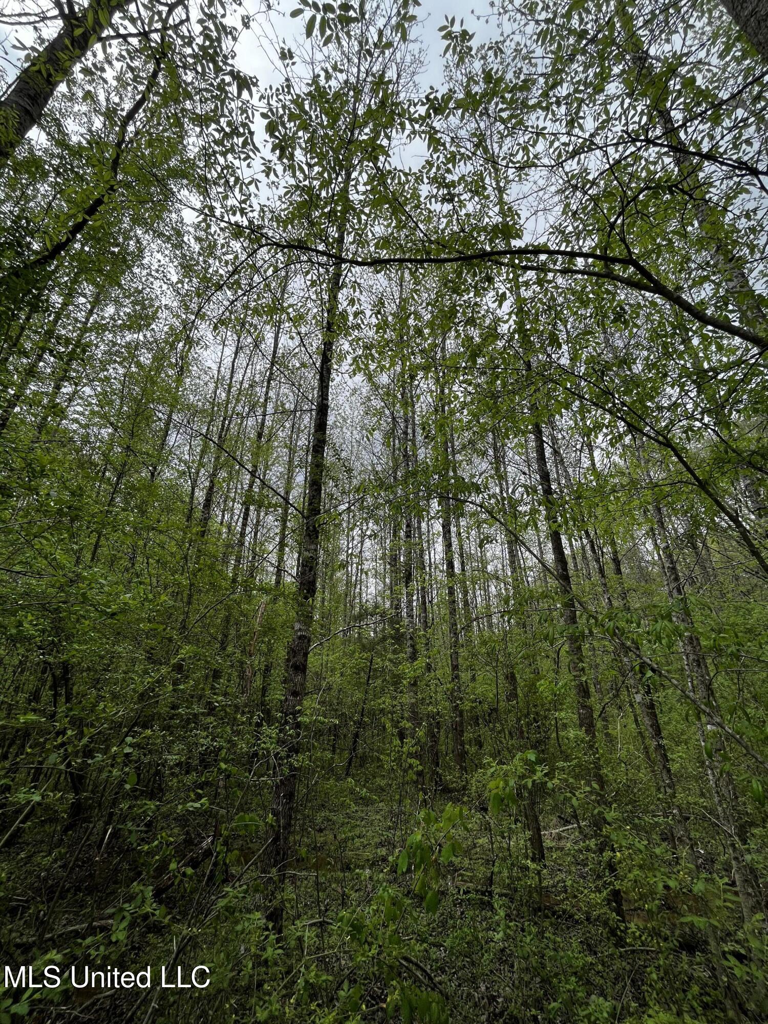 990 Conley Gore Springs, MS 38929 - Photo 7 of 8 D3BA7F36-7DE0-461C-8151-D9B56FD83A74