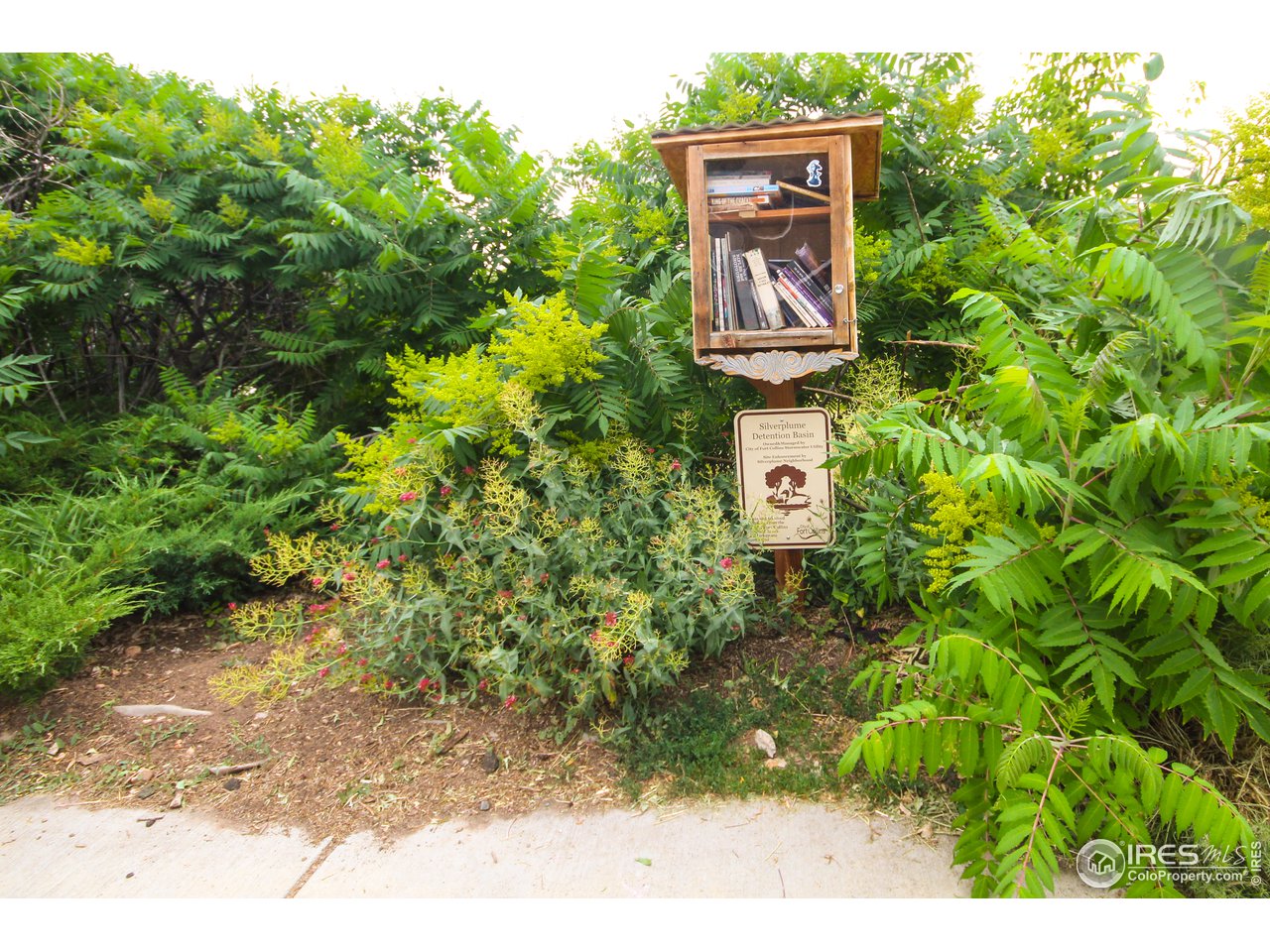 1655 West Swallow Road Fort Collins, CO 80526 - Photo 16 of 20 Little Library Across The Street