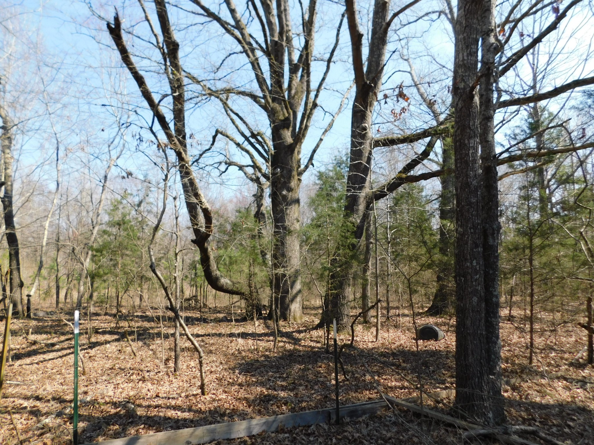0 Hubert Manul Road Michie, TN 38357 - Photo 11 of 32