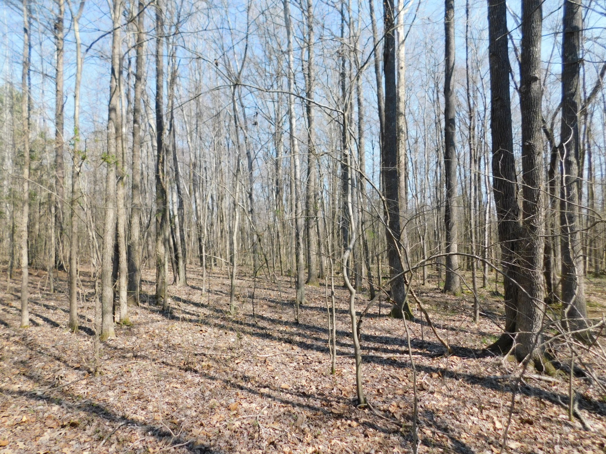 0 Hubert Manul Road Michie, TN 38357 - Photo 2 of 32