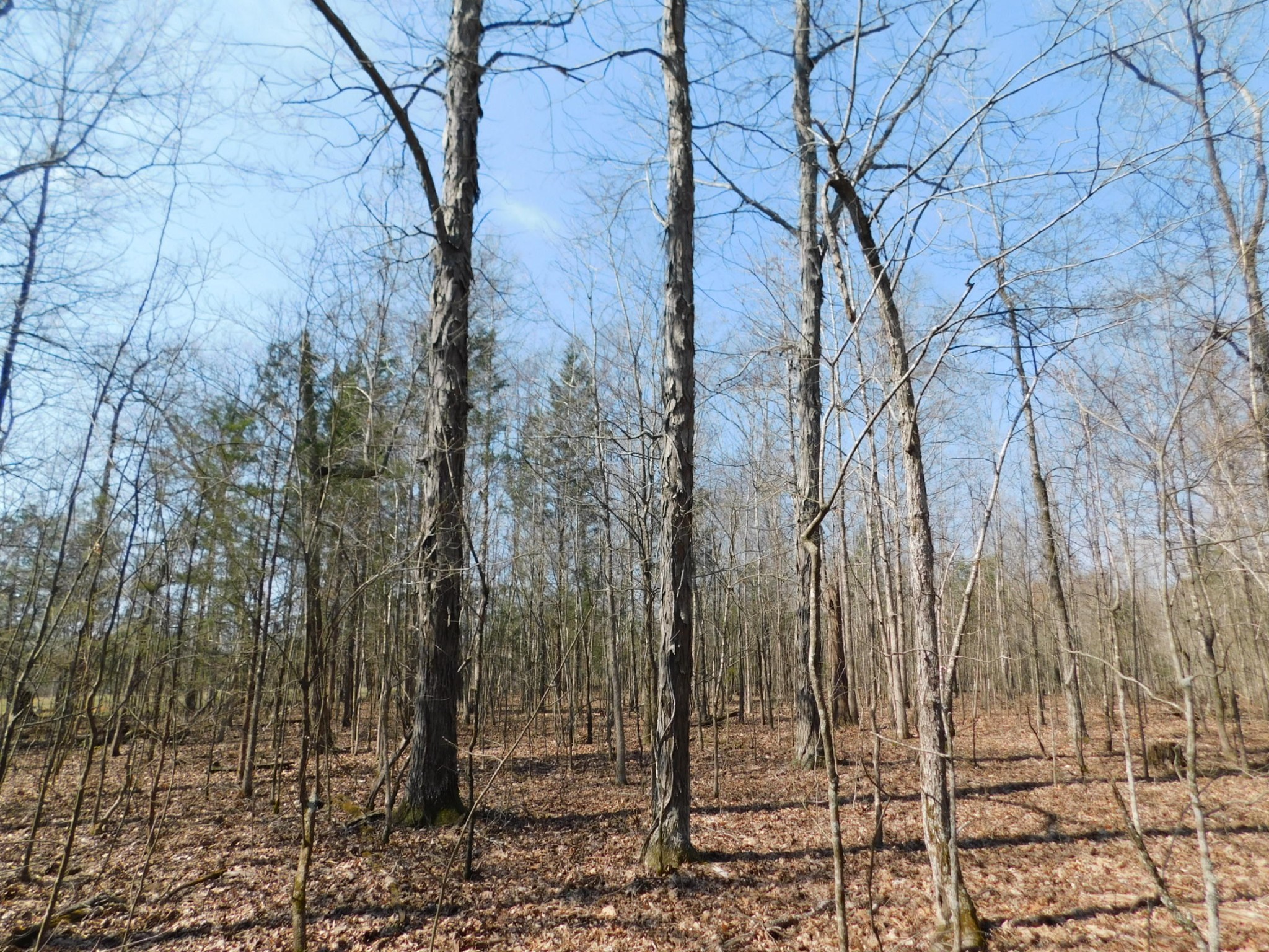 0 Hubert Manul Road Michie, TN 38357 - Photo 4 of 32