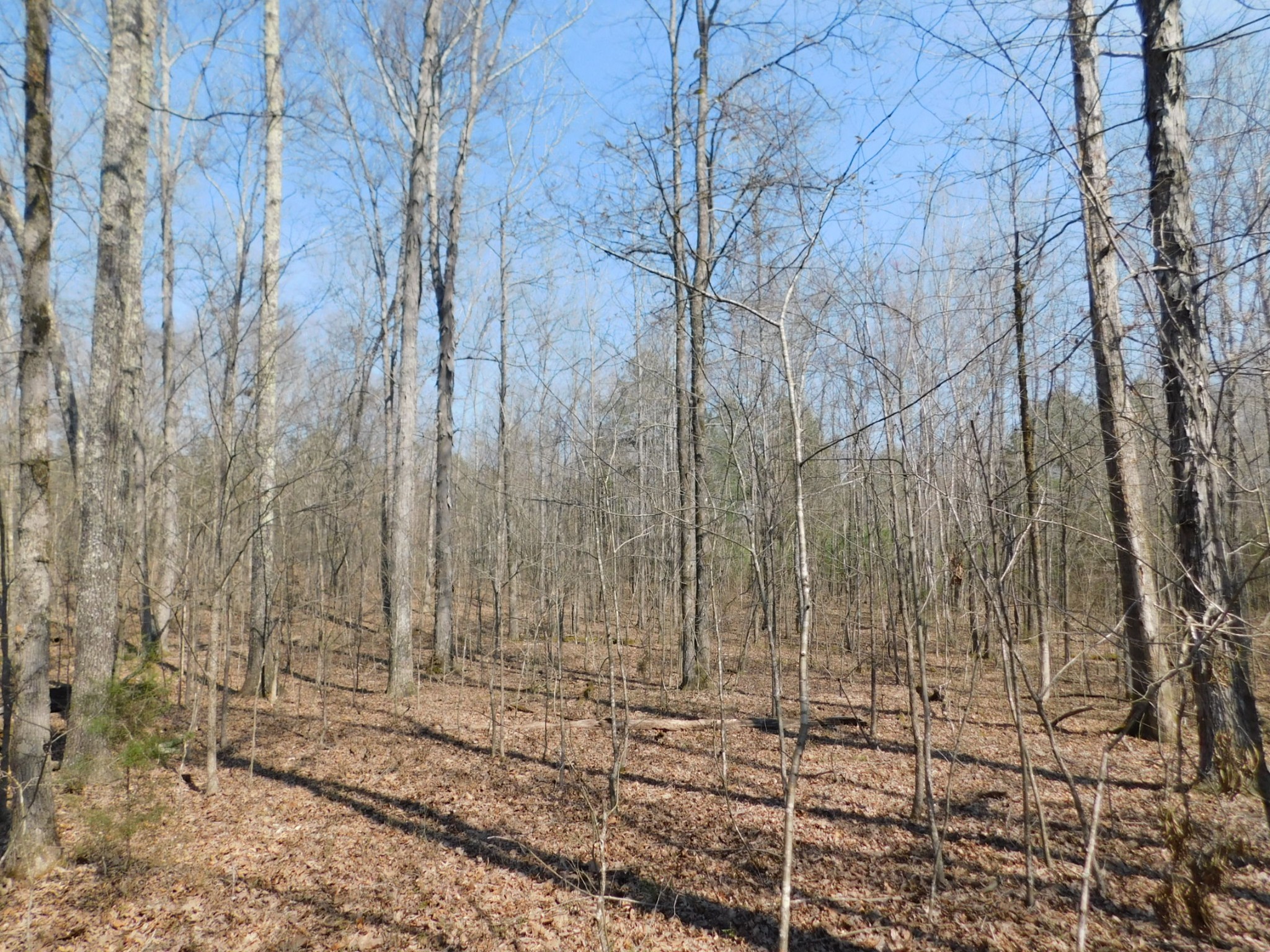0 Hubert Manul Road Michie, TN 38357 - Photo 5 of 32