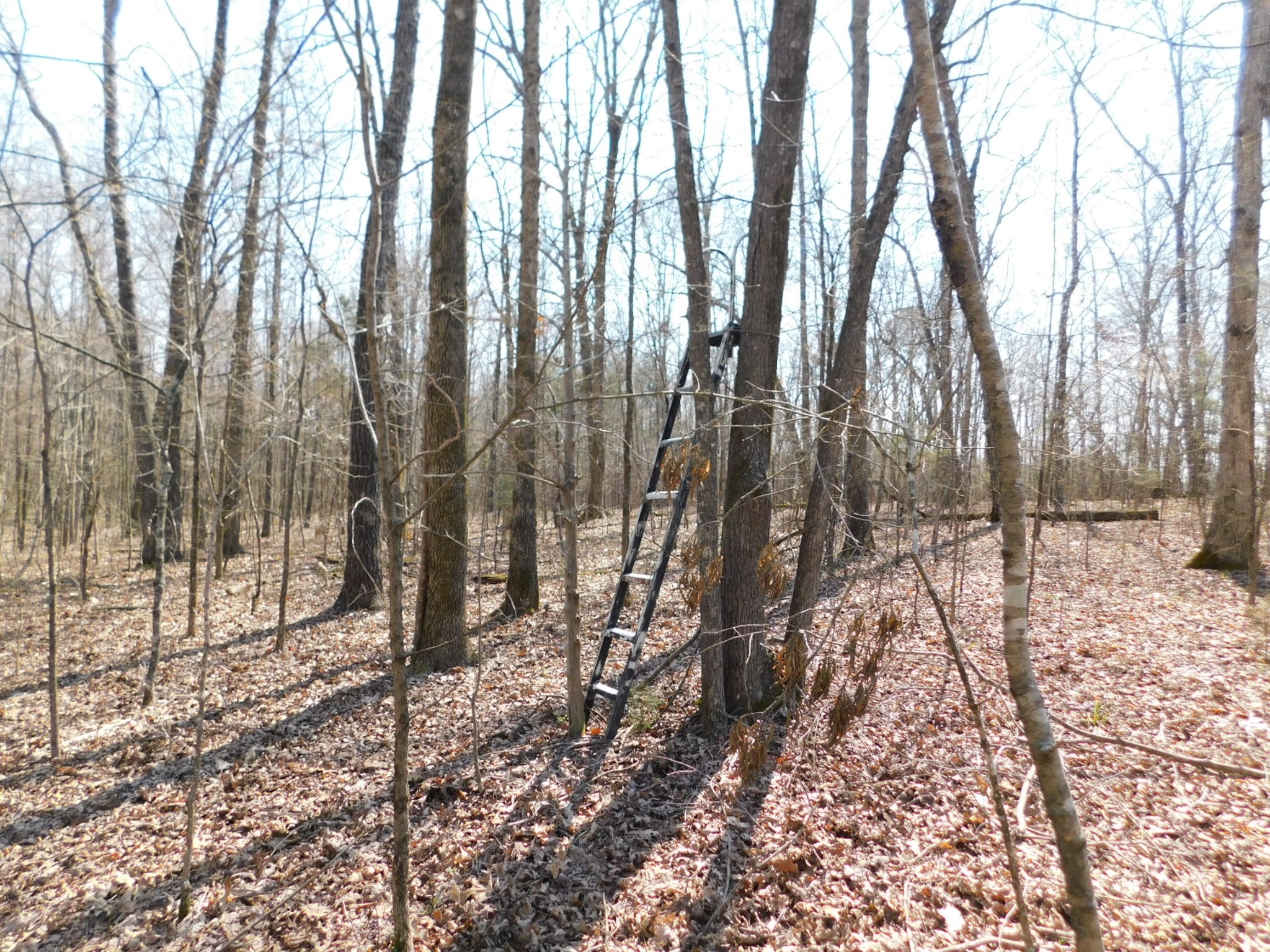 0 Hubert Manul Road Michie, TN 38357 - Photo 6 of 32