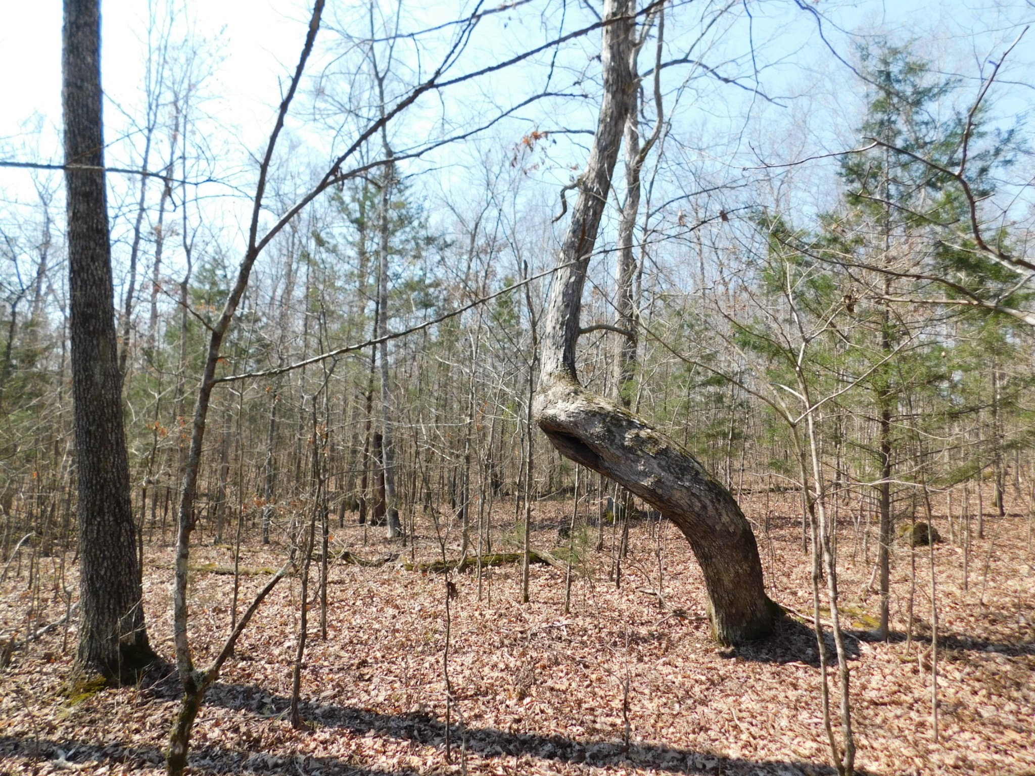 0 Hubert Manul Road Michie, TN 38357 - Photo 7 of 32