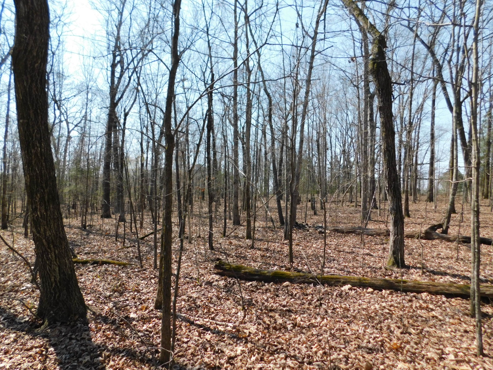 0 Hubert Manul Road Michie, TN 38357 - Photo 8 of 32