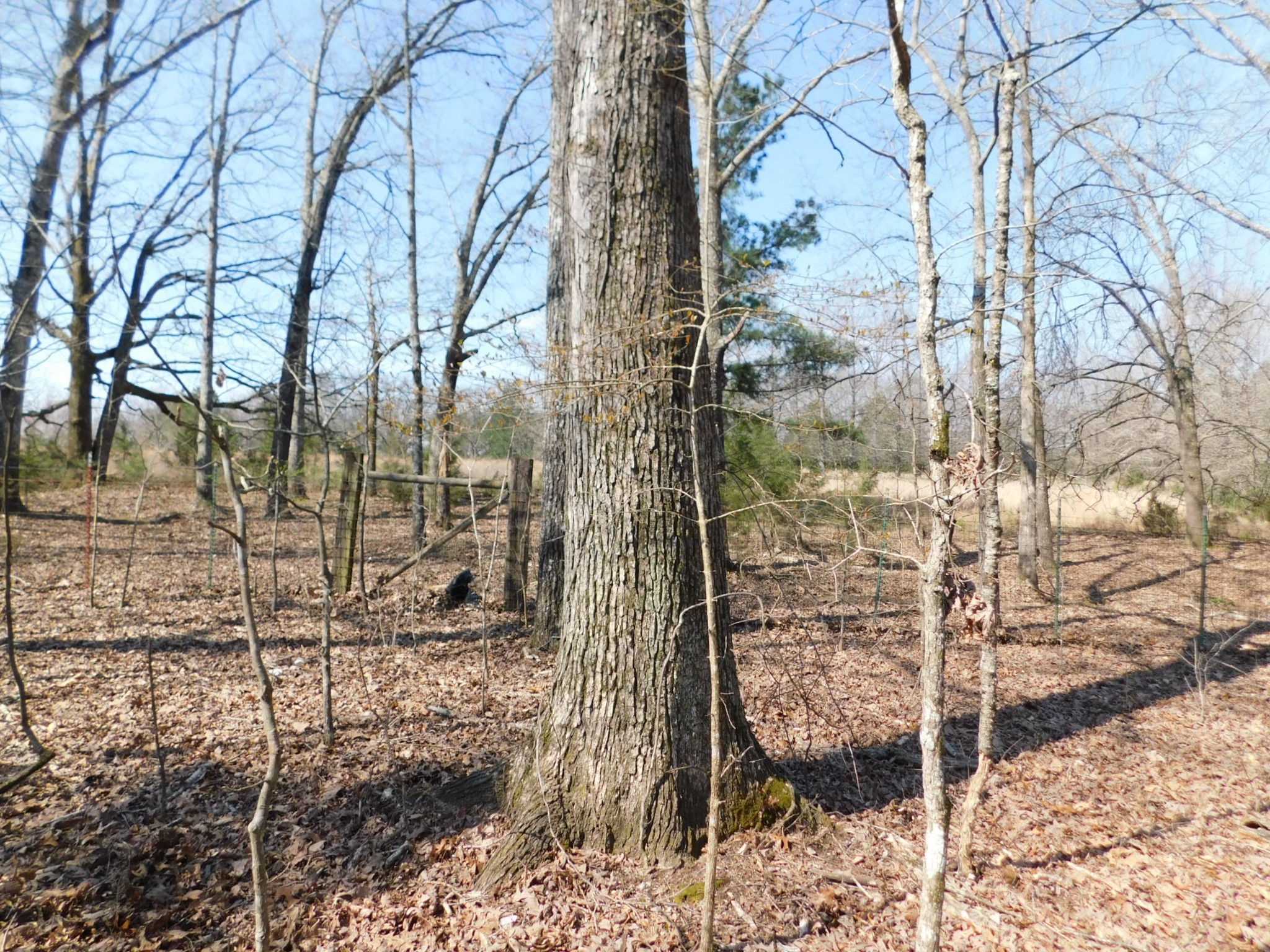 0 Hubert Manul Road Michie, TN 38357 - Photo 9 of 32