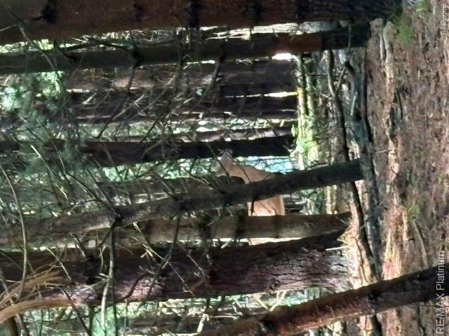 2 Dauner Road Fenton, MI 48430 - Photo 6 of 16 Wildlife