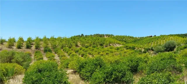 a view of a green field with lots of bushes