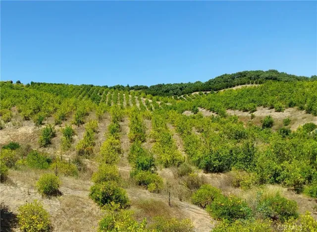 a view of a bunch of trees in a field