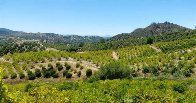 a view of a bunch of trees and bushes