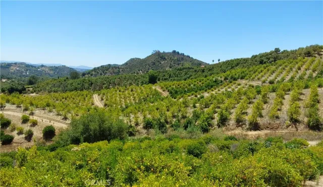 a view of a bunch of trees and bushes