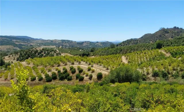 a view of a lush green forest with trees in the background
