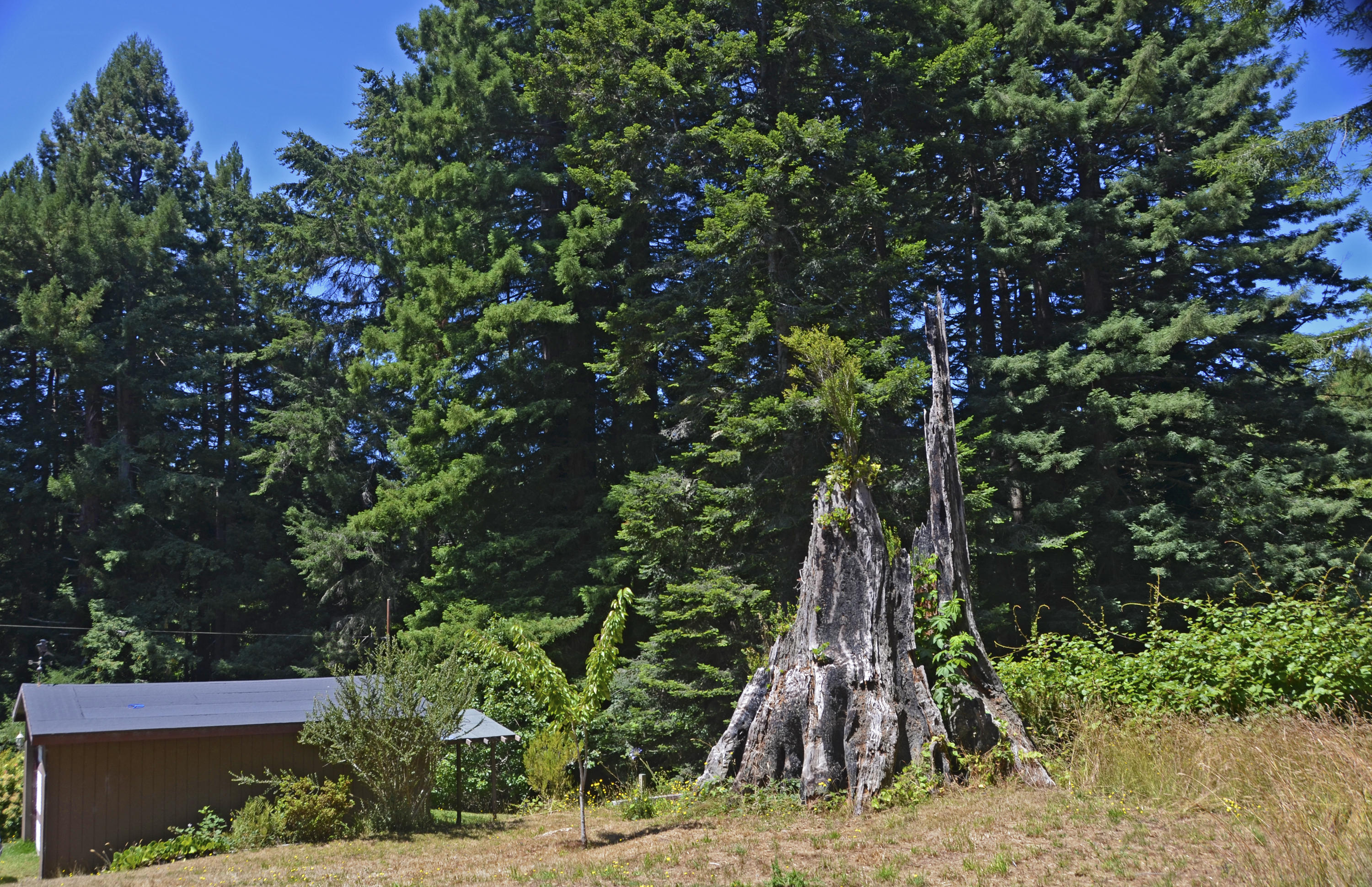 37 Fox Farm Road Trinidad, CA 95570 - Photo 51 of 55