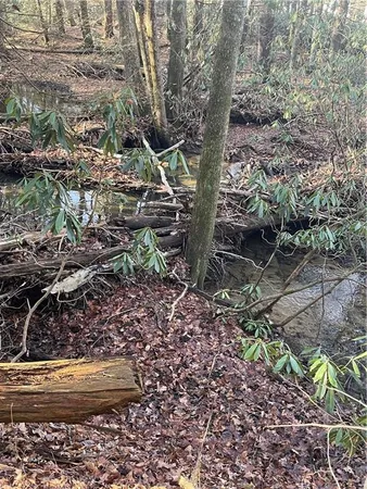 a view of a tree in a yard