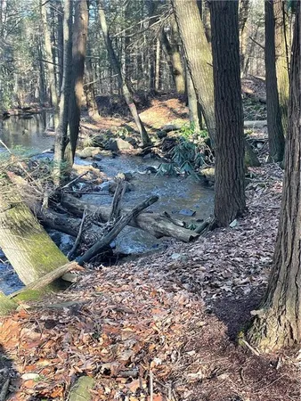 a view of a backyard with trees