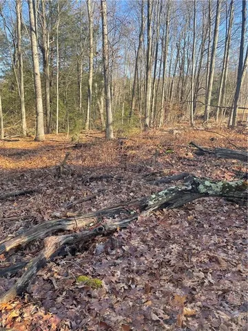 a view of a yard with plants and trees