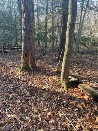 a view of dirt yard with a large tree