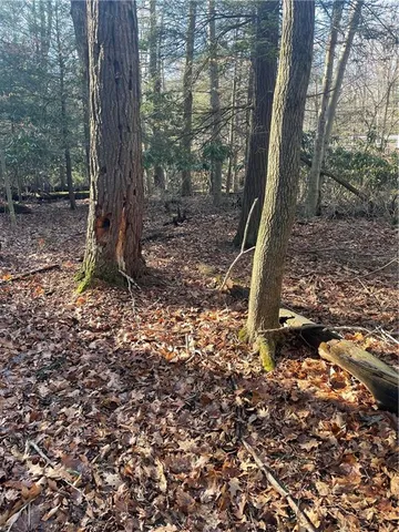 a view of dirt yard with a large tree