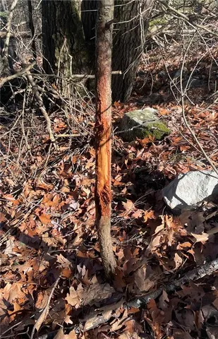 a view of outdoor space