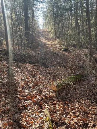 a view of a yard with plants and trees