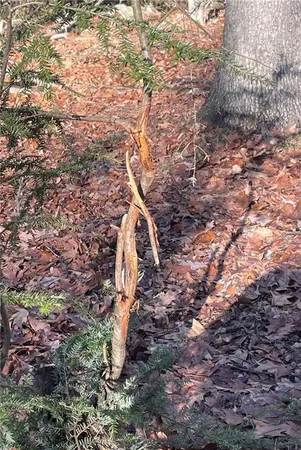 a backyard of a house with lots of green space