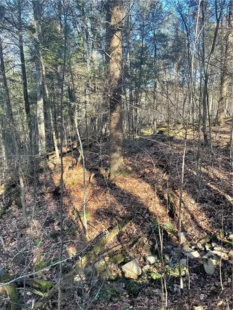 a backyard of a house with lots of plants and trees
