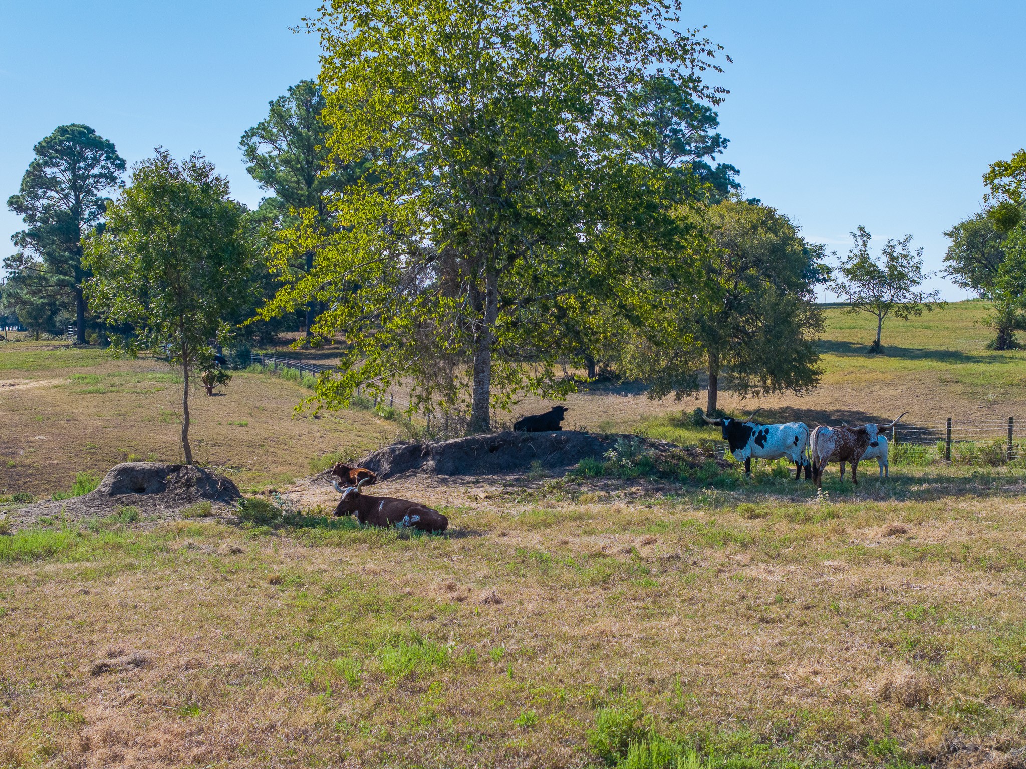2525 North Meyersville Road Brenham, TX 77833 - Photo 17 of 22 a backyard of a house with yard and outdoor seating
