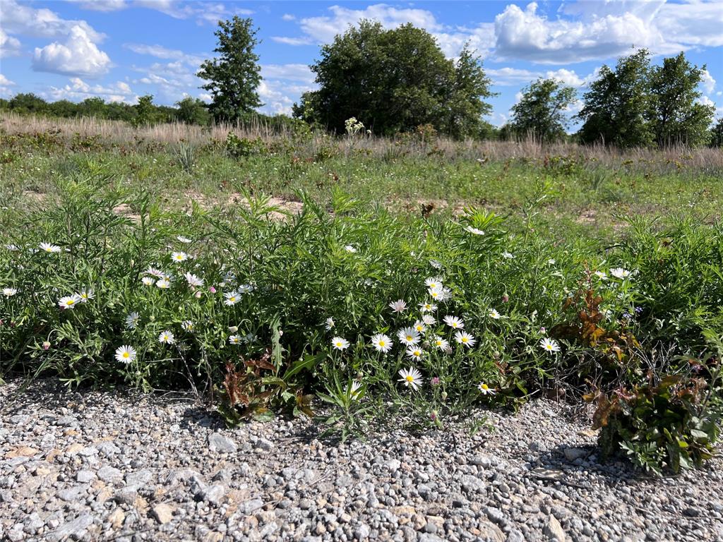 Tbd Lot 2 Tbd Trail Clyde, TX 79510 - Photo 9 of 14 a view of a bunch of plants and trees