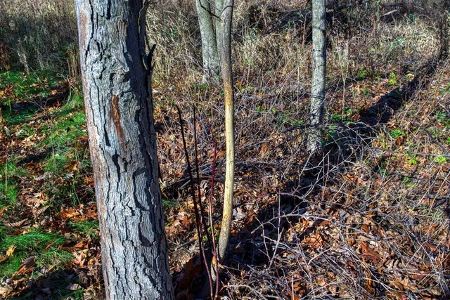 $119,900 | 0 Turben Ridge Road, Soldiers Grove, WI 54655