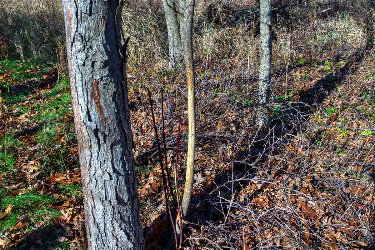 0 Turben Ridge Road Soldiers Grove, WI 54655 - Photo 10 of 27 20-DSC06639_20