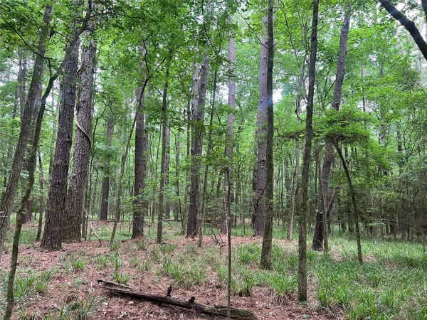 a green field with lots of trees