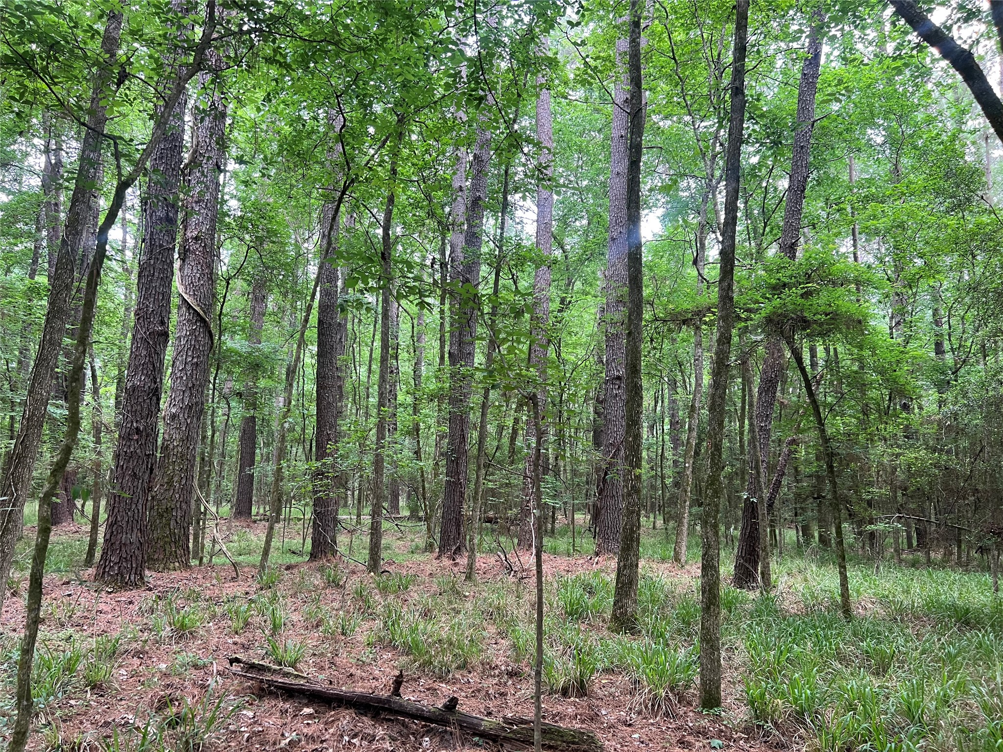 a green field with lots of trees