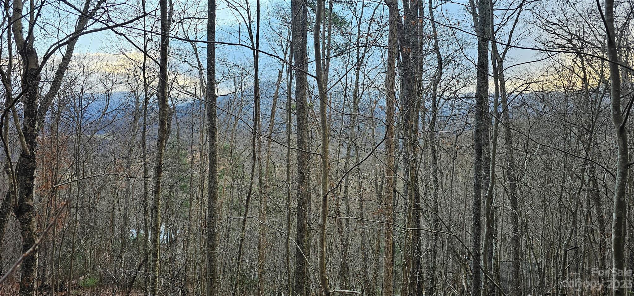 4-lots Seay Mountain Road Waynesville, NC 28785 - Photo 11 of 48 a view of forest