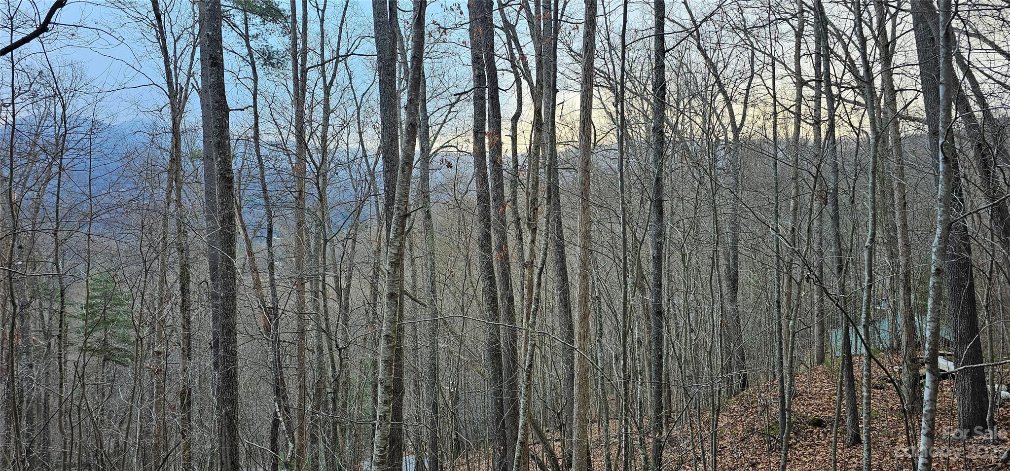 4-lots Seay Mountain Road Waynesville, NC 28785 - Photo 13 of 48 a view of a forest with a plant