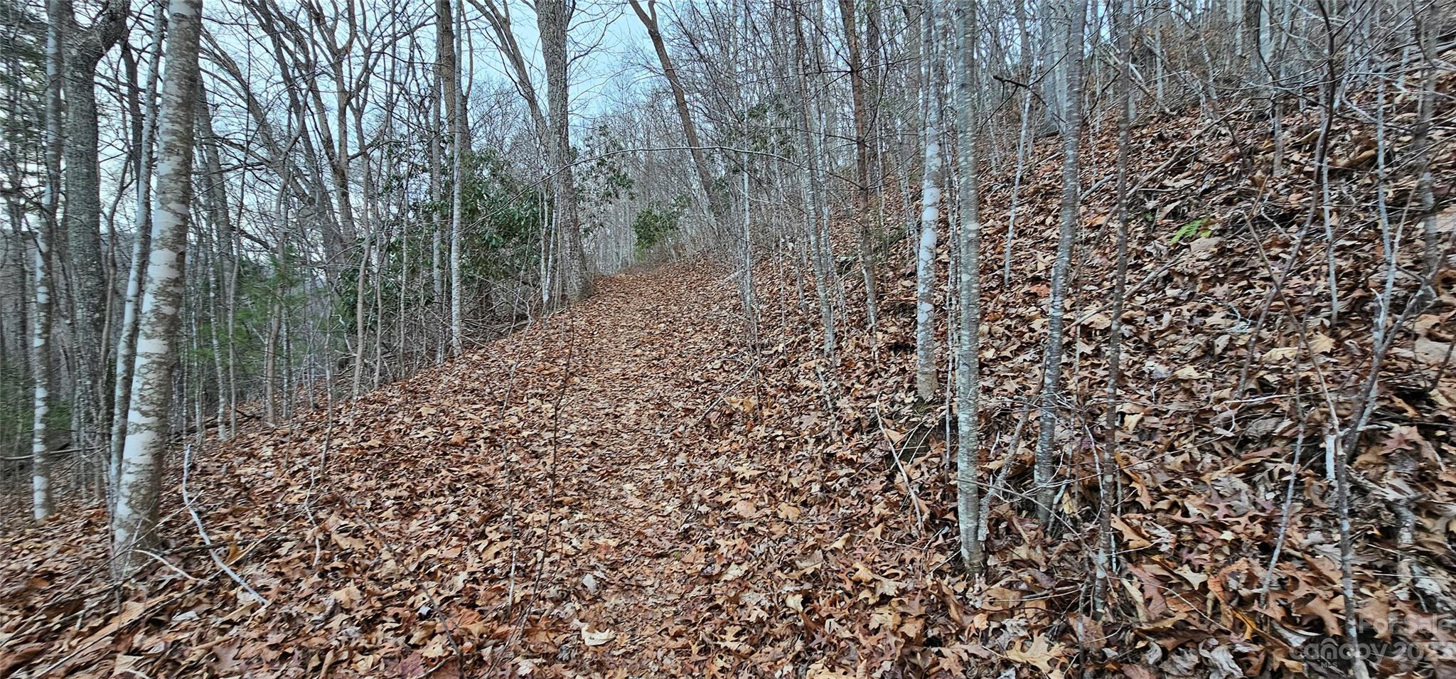 4-lots Seay Mountain Road Waynesville, NC 28785 - Photo 30 of 48 a view of a large yard with lots of green trees