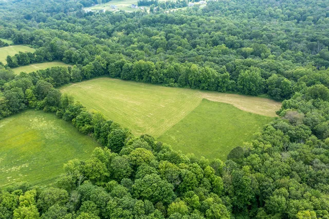 a view of a trees in a yard