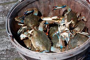 0 Ferry Landing Road Tilghman, MD 21671 - Photo 18 of 29 Chesapeake Bay Crabs