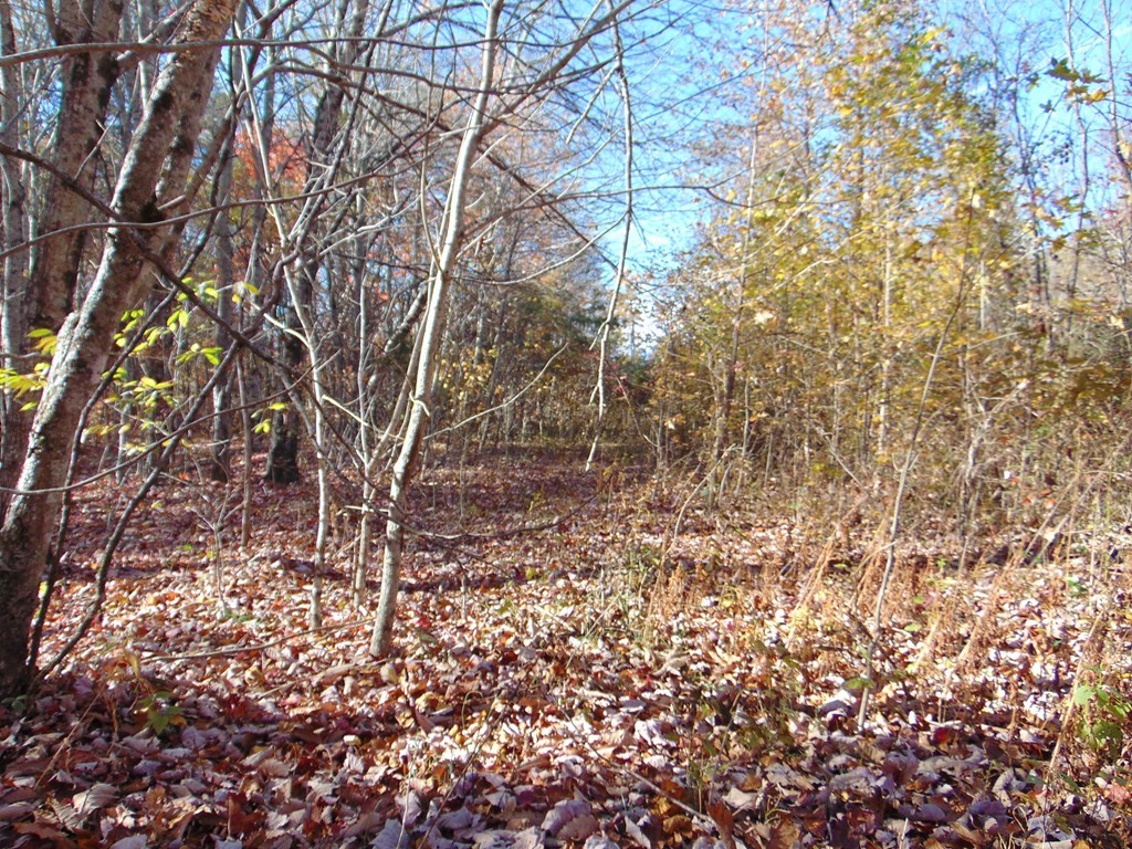0 Raccoon Ridge Road Spring City, TN 37381 - Photo 14 of 70