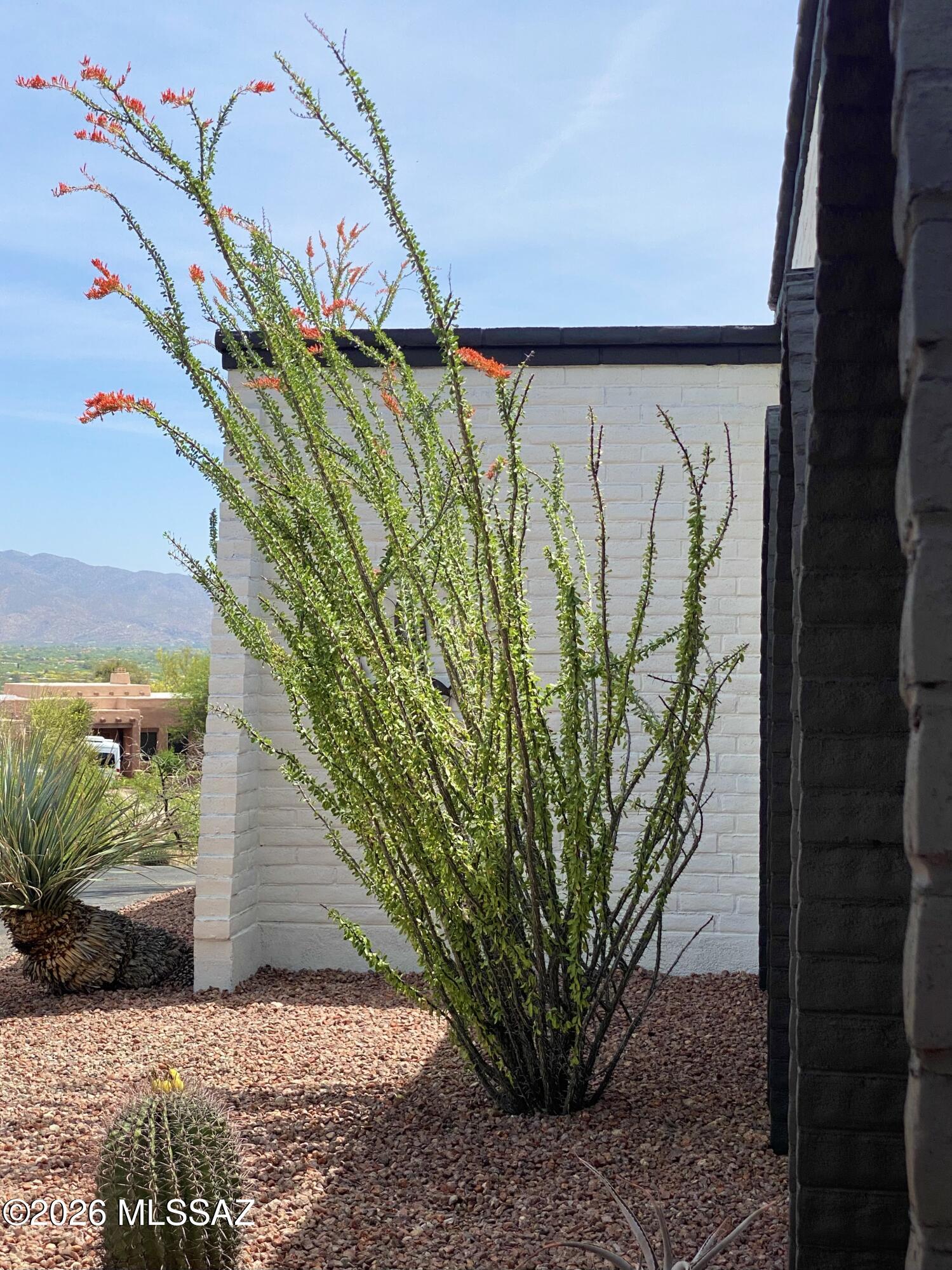 4641 North Rockcliff Road Tucson, AZ 85750 - Photo 8 of 48 Native plants adorn property